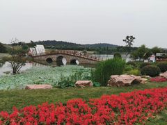 -大塘金香草谷