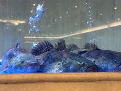 -皇朝尊会(龙之梦大酒店)