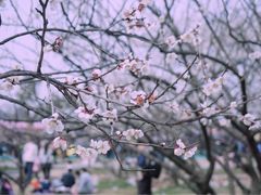 -香雪海