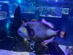 -海合安天津极地海洋公园