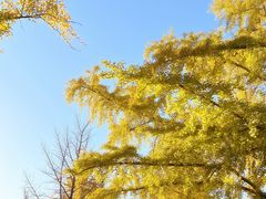 -三里屯东五街银杏大道