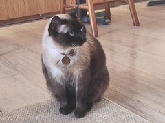 -有猫主题·治愈系猫咖(曾厝垵店)