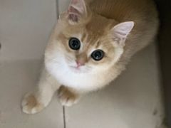 -小猫来了·猫舍(红山六九七九店)