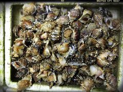 海螺-外伶仃岛海鲜市场
