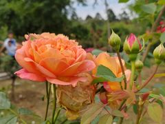 -都江堰玫瑰花溪谷
