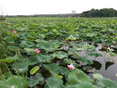 -荷塘月色湿地公园·向阳花洲