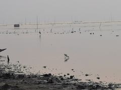 -北岐滩涂