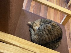 -猫的天空之城概念书店(杭州南宋御街店)