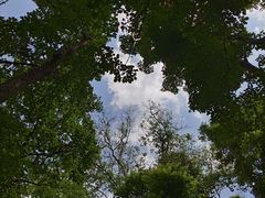 -西双版纳原始森林公园