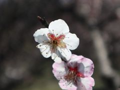 -香雪海