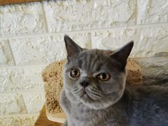 -平行世界·猫咖(首经贸店)