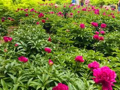 -莲花池公园