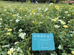 -深圳龙潭公园