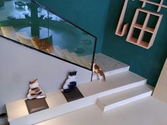 -飞行喵MR PILOT|猫舍·猫咖(静安大融城店)