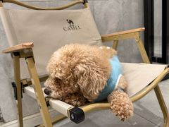 -北京派仕佳德动物医院·超导核磁·CT·神经科·骨科·内外科·急重症管理中心