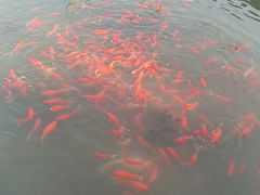 -东方绿舟景区
