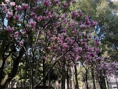 -重庆市江北嘴中央商务区中央公园