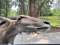 -北京野生动物园