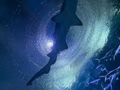 -海合安武汉极地海洋公园