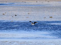 -野鸭湖国家湿地公园