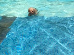 -汪说喵讲宠物乐园宠物酒店(红星美凯龙店)