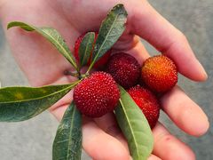 -铁山坪森林公园