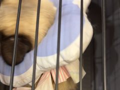 -半岛宠物医院24小时·内窥镜·牙科·碎石中心(府城大道店)