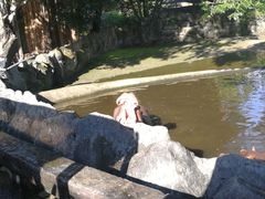 -清迈夜间动物园