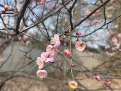 -无锡梅园公园