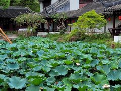 -上海醉白池公园