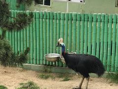 -西霞口神雕山野生动物世界