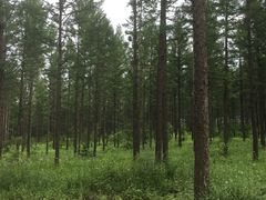 -塞罕坝国家级自然保护区