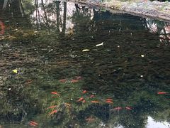 -成都市活水公园