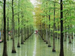 -泗洪洪泽湖湿地景区