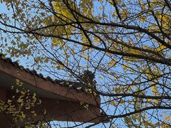 -都江堰景区