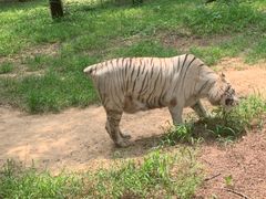 -秦皇岛野生动物园