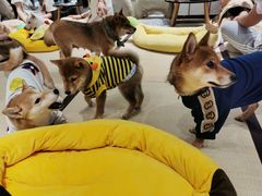 -逗柴咖啡屋·狗咖猫咖宠物桌游