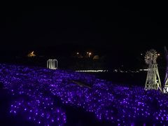 -大塘金香草谷