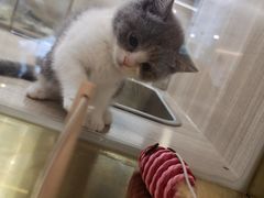 -飞行喵MR PILOT|猫舍·猫咖(静安大融城店)