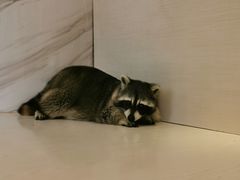 -浣熊柯尔鸭土拨鼠·电玩咖