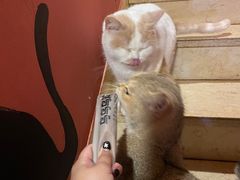-猫爷宠物生活馆·撸猫馆