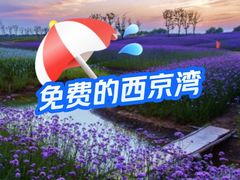 -西京湾花海