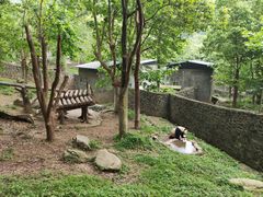 -都江堰中华大熊猫苑