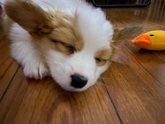 -pd派德宠物中心医院24H急重症·眼科中心·血液透析中心(嵩山北路店)