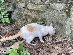 -普陀山风景区-佛顶山
