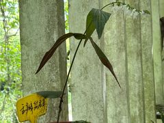 -杭州植物园