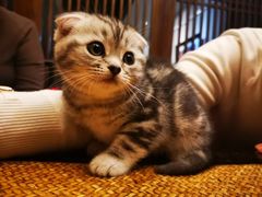 -宠福鑫康馨动物医院·骨科·眼科