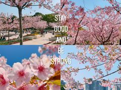 -新江湾城公园