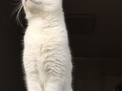 -爱侣宠医·鹦鹉专科·小型哺乳类·异宠专科(灵石路店)