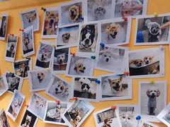 -PETKIT 小佩宠物·低压洗护·美容·寄养(安远店)